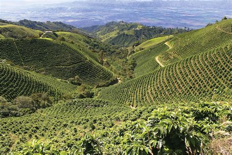 coffee farms in colombia